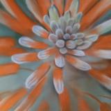 "Orange Flower"