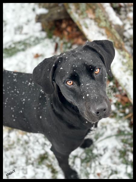 Smell the Snow