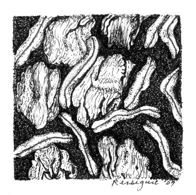 Graphis afzelii, 2007 Graphis afzelii, 2007