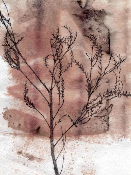 Grevilia Leaves