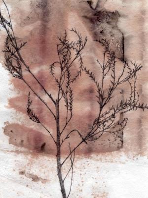 Grevilia Leaves Grevilia Leaves