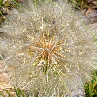 Gossamer Gossamer