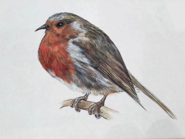 Fluffy Feathers