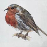 Fluffy Feathers