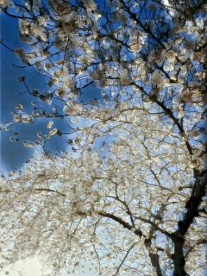 Cherry Blossom Cherry Blossom