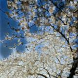 Cherry Blossom