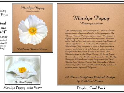 Matilija Poppy Matilija Poppy