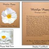 Matilija Poppy