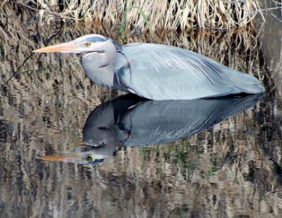 Heron reflected in the reeds Heron reflected in the reeds