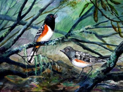 “Spotted Towhees” “Spotted Towhees”