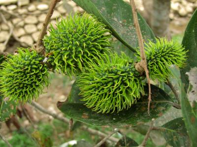 rambutan rambutan