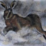 Leaping Hare