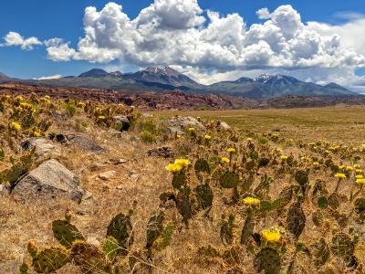 Prickly Pear Flower Hillside and La Sal Mountains Prickly Pear Flower Hillside and La Sal Mountains