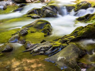 Golden Sol Duc River Golden Sol Duc River