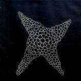 david's star fish