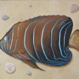 Earspot Angelfish   20" x 24"