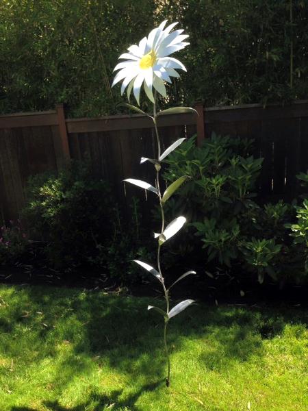 Giant  Daisy