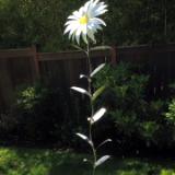 Giant  Daisy