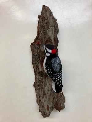 Downy Woodpecker 56