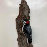 Downy Woodpecker 56