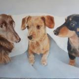 Max, Ruby, and Beau, 3 lovely miniature dachshunds