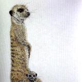 Meerkat mother and baby