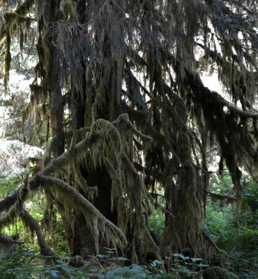 Hoh Rain Forest Hoh Rain Forest