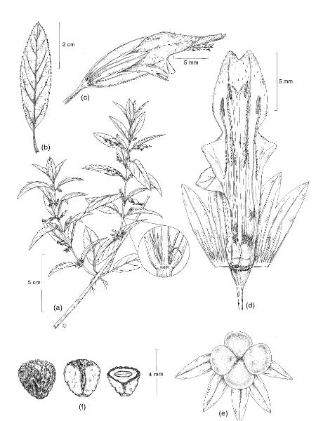 Stenogyne angustifolia