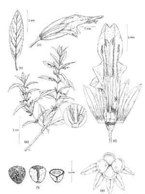 Stenogyne angustifolia