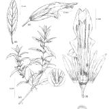 Stenogyne angustifolia