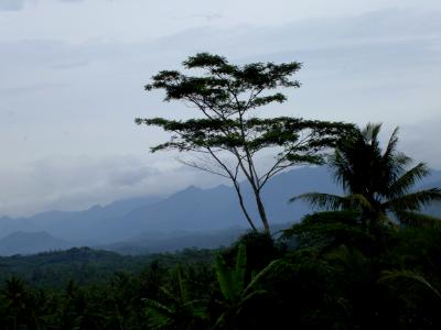 tree tree