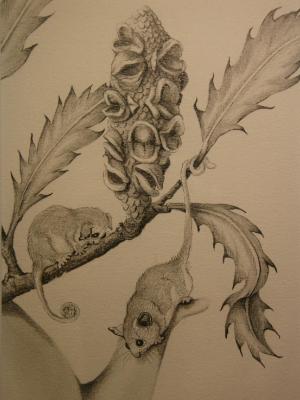 Pencil Drawing featuring Pigmy Possums SOLD