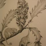 Pencil Drawing featuring Pigmy Possums SOLD