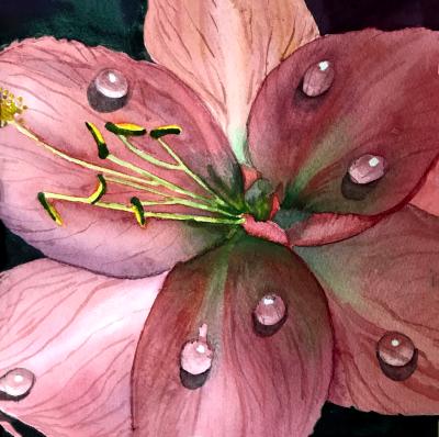 Dew on Amaryllis Dew on Amaryllis