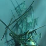 " Ghost "