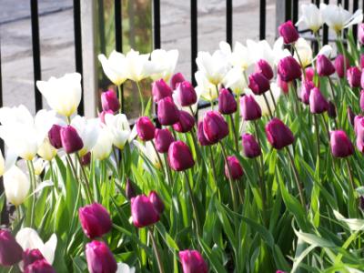 Tulips in Brooklyn