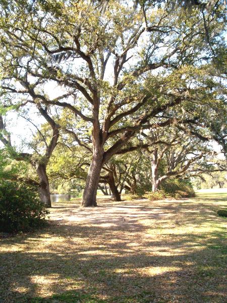 Brookgreen Gardens 