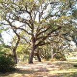 Brookgreen Gardens 