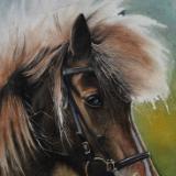 The beauty of the Viking (Icelandic) horse, 38cm x 28cm, 2020