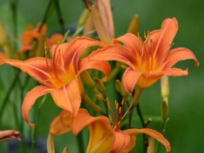 Day Lillies