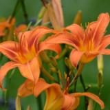 Day Lillies