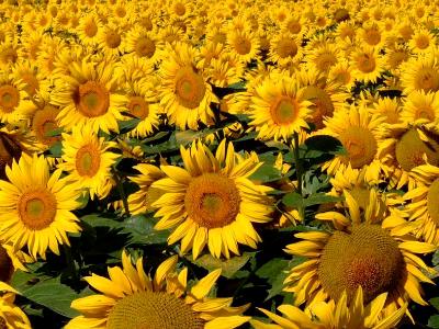 sunflower field