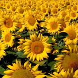 sunflower field