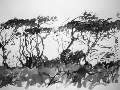 Windswept trees at the Northam Burrows