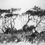 Windswept trees at the Northam Burrows