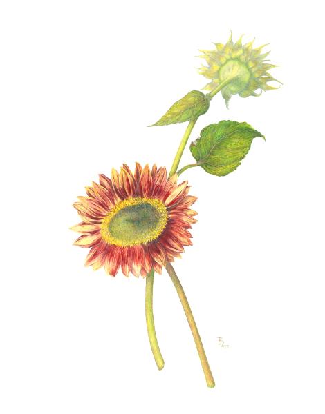 Two Sunflowers