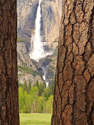 Ponderosa Pines & Yosemite Falls Ponderosa Pines & Yosemite Falls