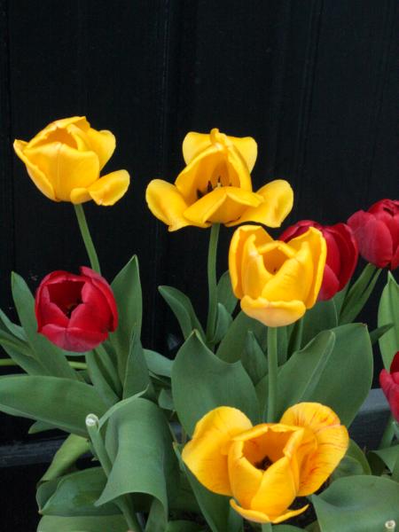 Yellow and Red Tulips - #1