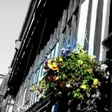 Shakespeare Tudor with Flower Basket