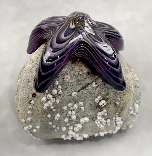  #09162508 Starfish on rock Purple 4.5''HX4.5''WX5''D $150.00